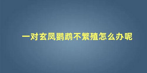 一对玄凤鹦鹉不繁殖怎么办呢