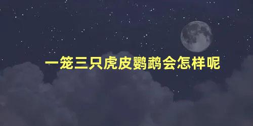 一笼三只虎皮鹦鹉会怎样呢