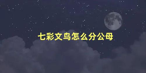 七彩文鸟怎么分公母