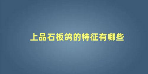 上品石板鸽的特征有哪些