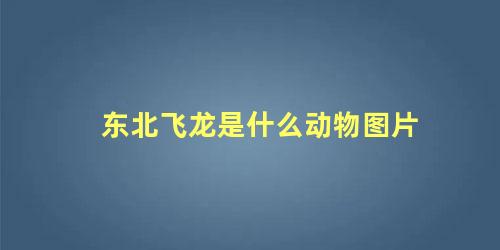 东北飞龙是什么动物图片