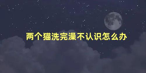 两个猫洗完澡不认识怎么办