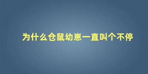 为什么仓鼠幼崽一直叫个不停