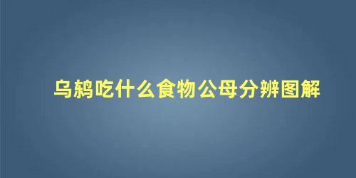 乌鸫吃什么食物公母分辨图解