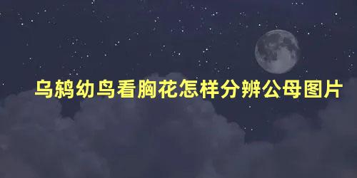 乌鸫幼鸟看胸花怎样分辨公母图片