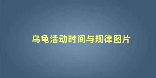 乌龟活动时间与规律图片