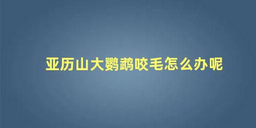 亚历山大鹦鹉咬毛怎么办呢