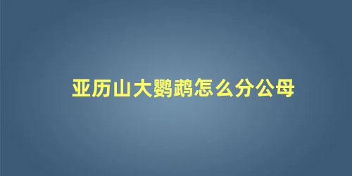 亚历山大鹦鹉怎么分公母