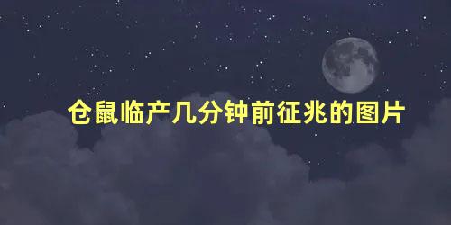 仓鼠临产几分钟前征兆的图片