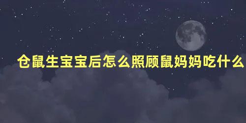 仓鼠生宝宝后怎么照顾鼠妈妈吃什么