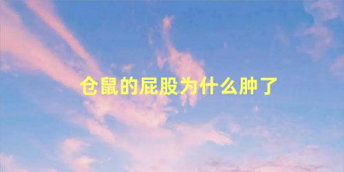 仓鼠的屁股为什么肿了