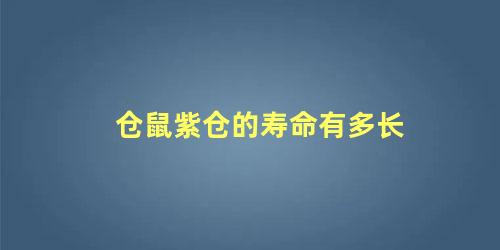 仓鼠紫仓的寿命有多长