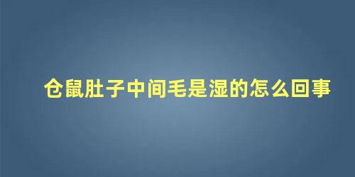 仓鼠肚子中间毛是湿的怎么回事