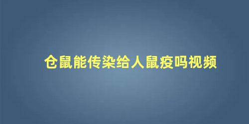 仓鼠能传染给人鼠疫吗视频