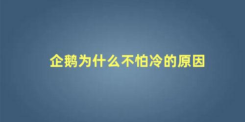 企鹅为什么不怕冷的原因