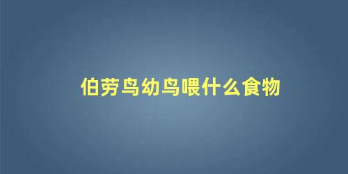 伯劳鸟幼鸟喂什么食物