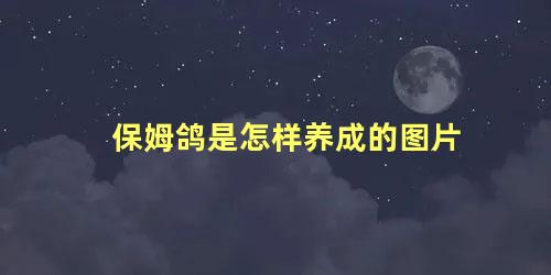 保姆鸽是怎样养成的图片