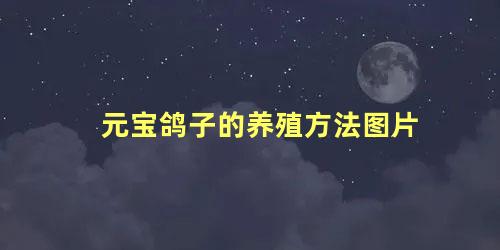 元宝鸽子的养殖方法图片