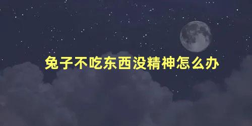 兔子不吃东西没精神怎么办