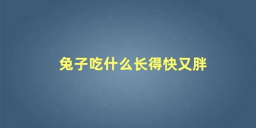 兔子吃什么长得快又胖