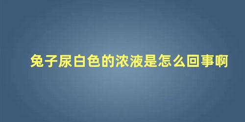 兔子尿白色的浓液是怎么回事啊