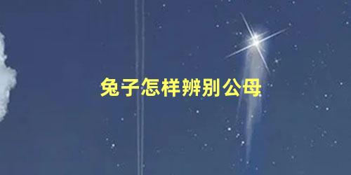 兔子怎样辨别公母