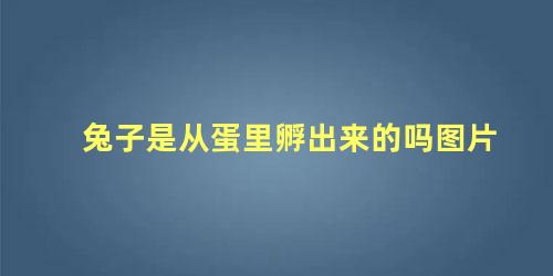 兔子是从蛋里孵出来的吗图片