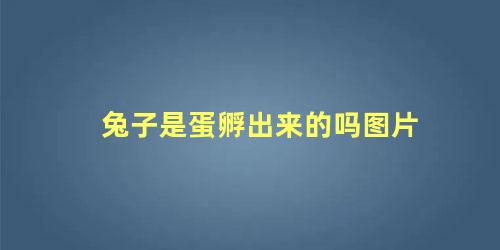 兔子是蛋孵出来的吗图片