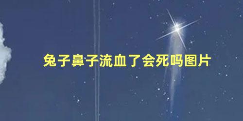 兔子鼻子流血了会死吗图片