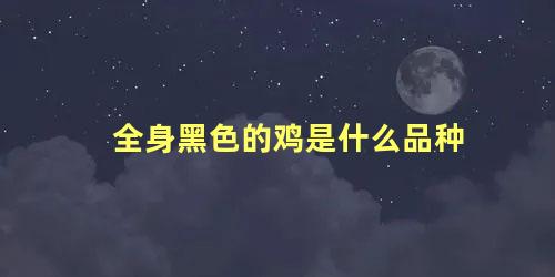 全身黑色的鸡是什么品种