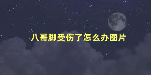 八哥脚受伤了怎么办图片