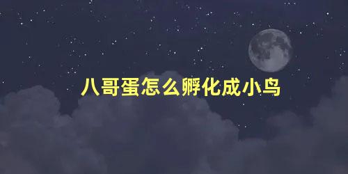 八哥蛋怎么孵化成小鸟