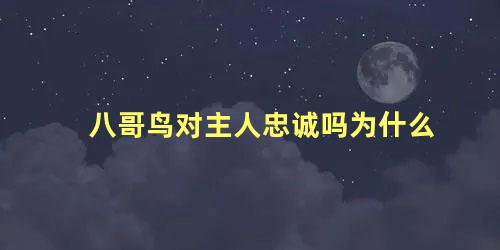 八哥鸟对主人忠诚吗为什么