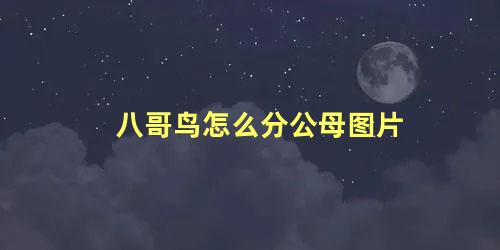 八哥鸟怎么分公母图片