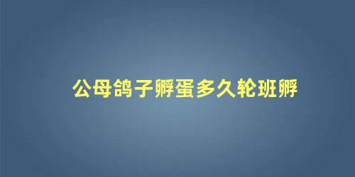 公母鸽子孵蛋多久轮班孵