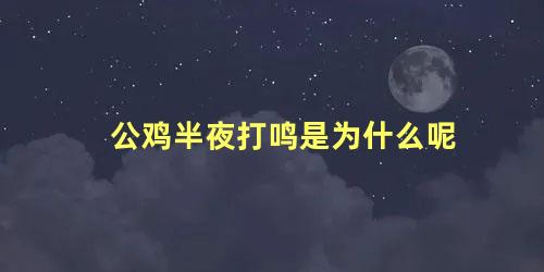 公鸡半夜打鸣是为什么呢