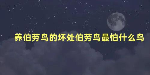 养伯劳鸟的坏处伯劳鸟最怕什么鸟