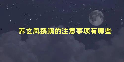 养玄凤鹦鹉的注意事项有哪些