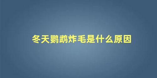 冬天鹦鹉炸毛是什么原因