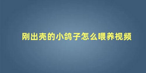 刚出壳的小鸽子怎么喂养视频