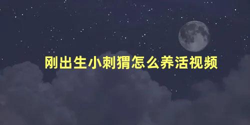 刚出生小刺猬怎么养活视频