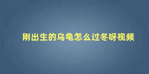 刚出生的乌龟怎么过冬呀视频