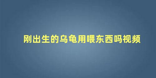 刚出生的乌龟用喂东西吗视频