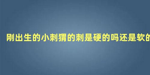 刚出生的小刺猬的刺是硬的吗还是软的