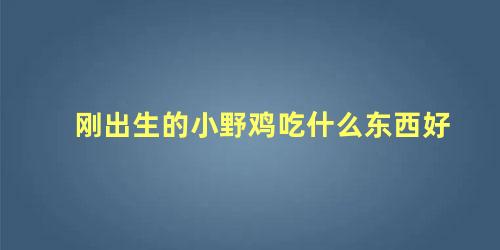 刚出生的小野鸡吃什么东西好