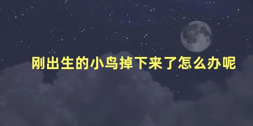 刚出生的小鸟掉下来了怎么办呢