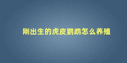 刚出生的虎皮鹦鹉怎么养殖