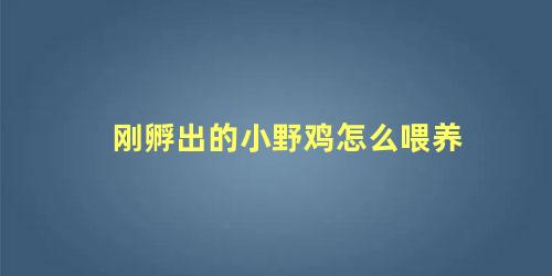 刚孵出的小野鸡怎么喂养