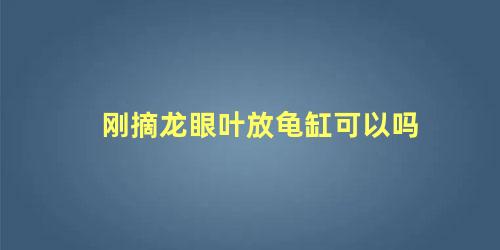 刚摘龙眼叶放龟缸可以吗