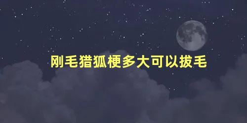 刚毛猎狐梗多大可以拔毛